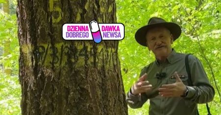 Leśnik stanął przy drzewie. Leśny gigant zachwyca na Podkarpaciu