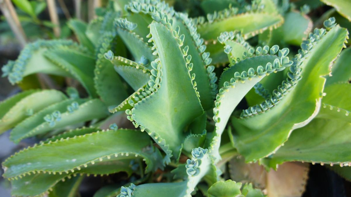 Na trądzik, poprawę odporności i oparzenia. Ta roślina to prawdziwa skarbnica składników odżywczych