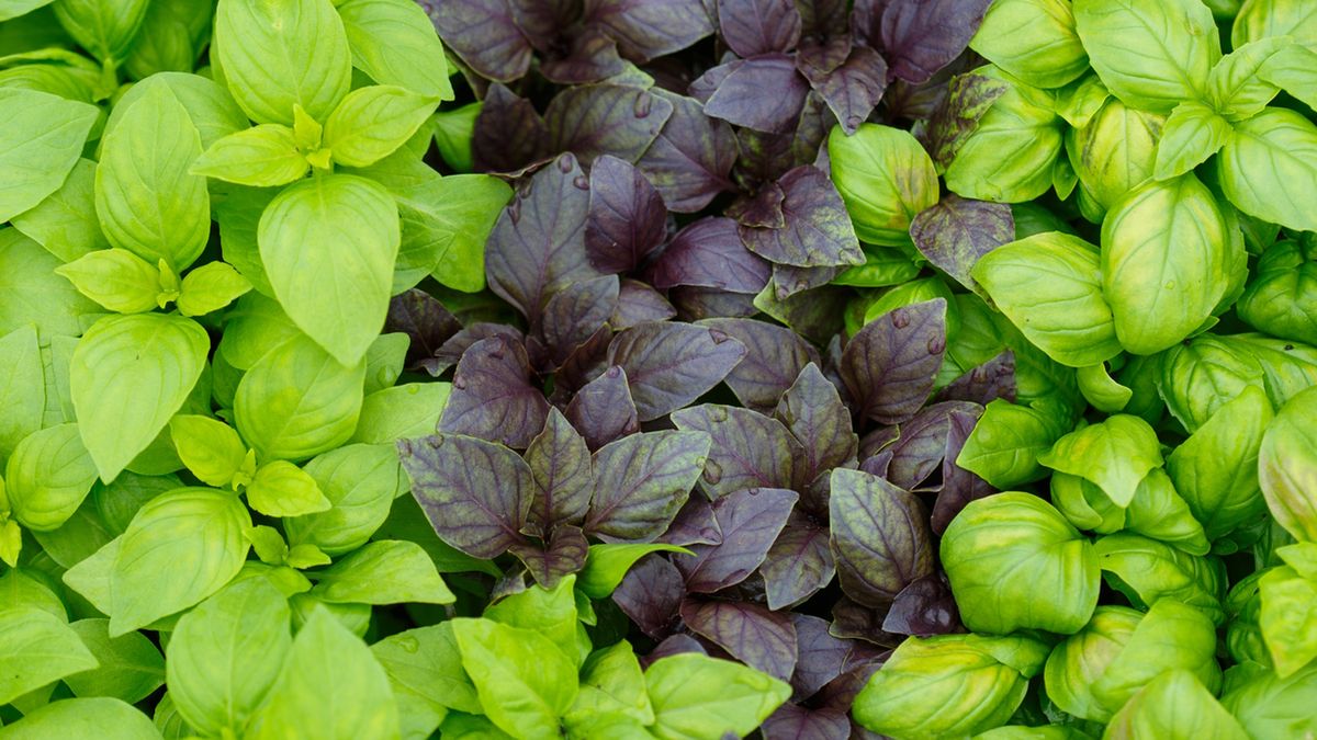 Bazylia pospolita działa dobroczynnie na układ trawienny