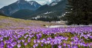 Wiosna w pełnym rozkwicie. Podhale już pokrywa się fioletowym dywanem