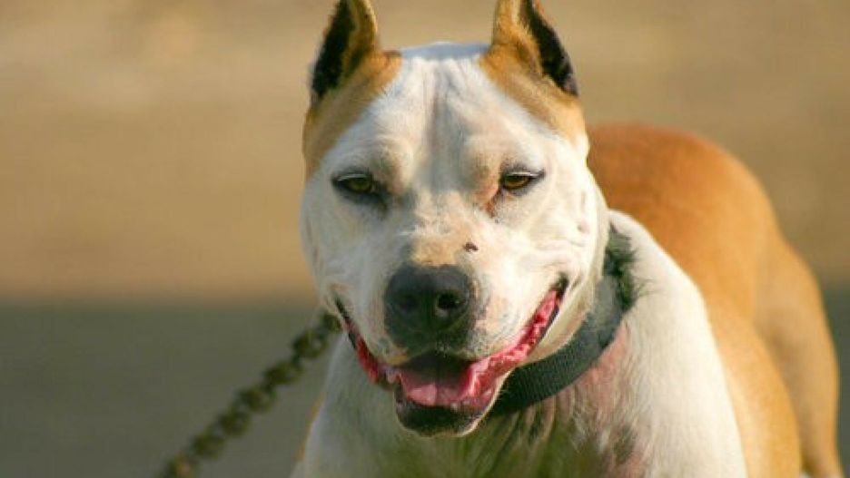 Mężczyzna musiał mieć amputowaną dłoń po ataku dwóch psów/ Zdjęcie ilsutracyjne