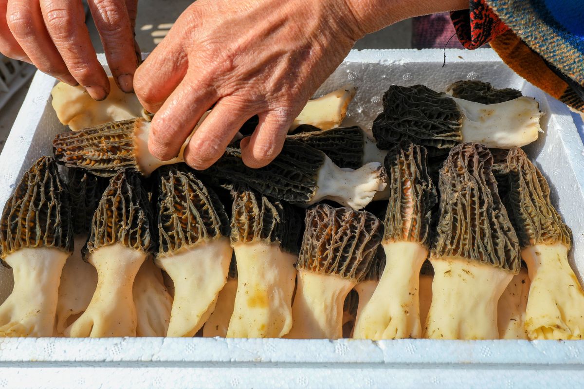 Sezon trwa. Są pyszne, a kilogram kosztuje nawet 450 zł, ale uważaj przy zbieraniu