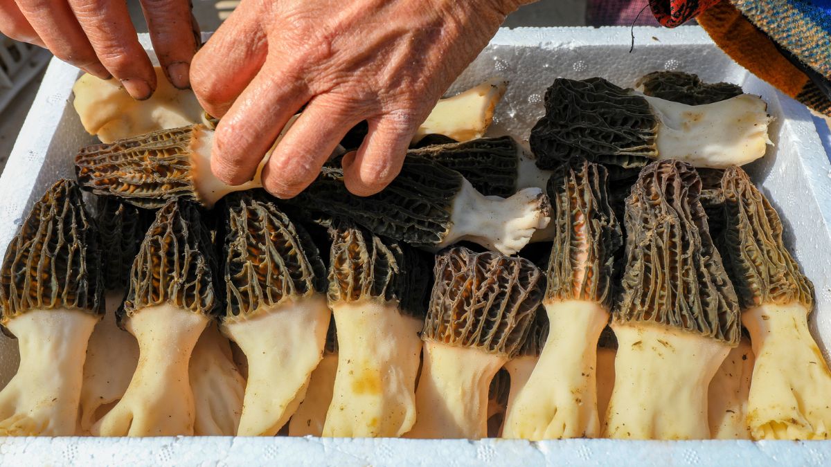 Sezon trwa. Są pyszne, a kilogram kosztuje 450 zł, ale uważaj przy zbieraniu