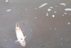 Katastrofa wróciła? Niepokój w Czechach, napływają do Polski