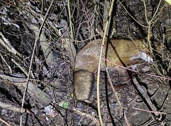 Radymno: Lis uwięziony w metalowym potrzasku. Służby powiadomił świadek