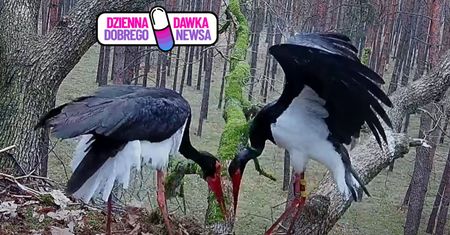 Czekali 8 miesięcy. Co za sceny w gnieździe. Wszystko nagrali