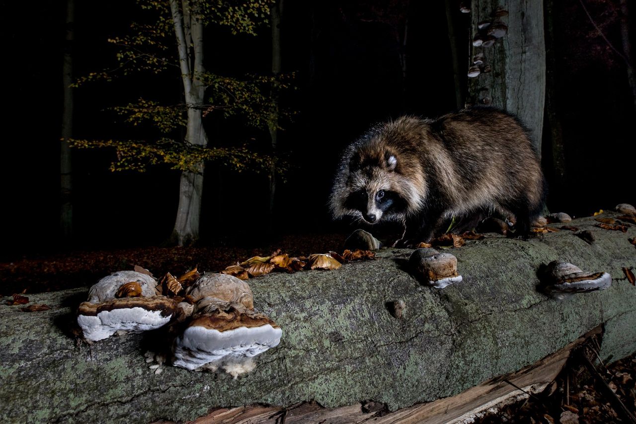 Jenoty dość łatwo przyzwyczajają się do bliskości człowieka