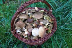 Atlas grzybów 2023. Tych gatunków nie trzeba się obawiać