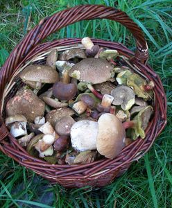 Atlas grzybów 2023. Tych gatunków nie trzeba się obawiać