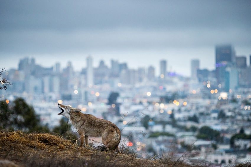 "Cities Gone Wild"