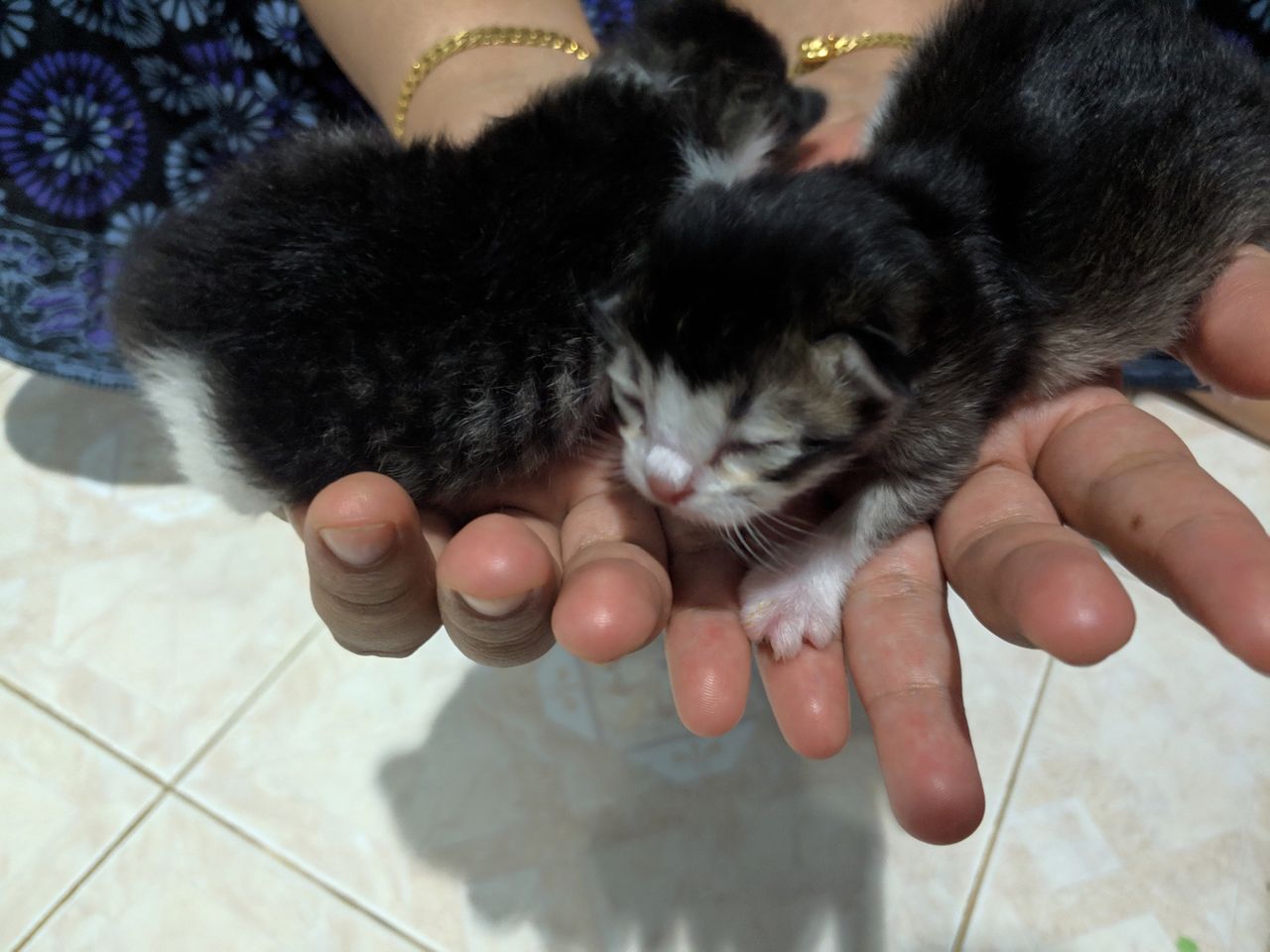 40 milionów wyświetleń. W Nigerii urodził się kot z rzadką wadą