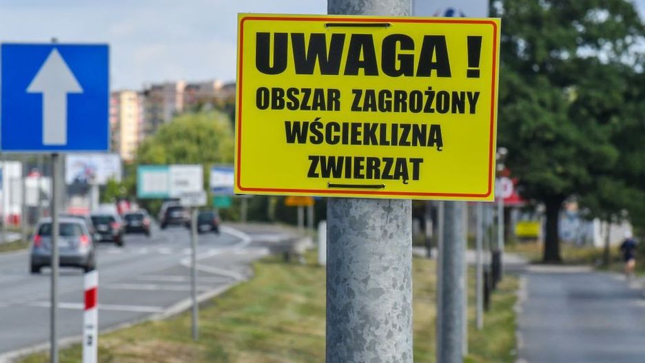 Obszar zagrożony wścieklizną z powodu chorego nietoperza został wyznaczony m.in. w 2019 roku w Bydgoszczy
