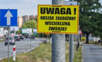 Gniezno: Wścieklizna w środku miasta. Wyznaczono obszar zagrożony