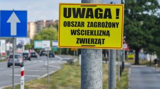 Gniezno: Wścieklizna w środku miasta. Wyznaczono obszar zagrożony