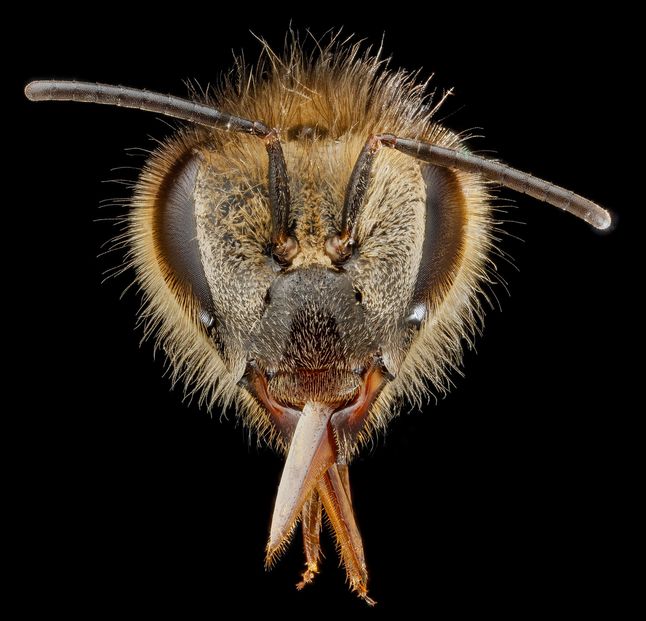 Zdjęcia Sama Droege są częścią specjalnego programu monitorowania i ochrony pszczół w Północnej Ameryce.