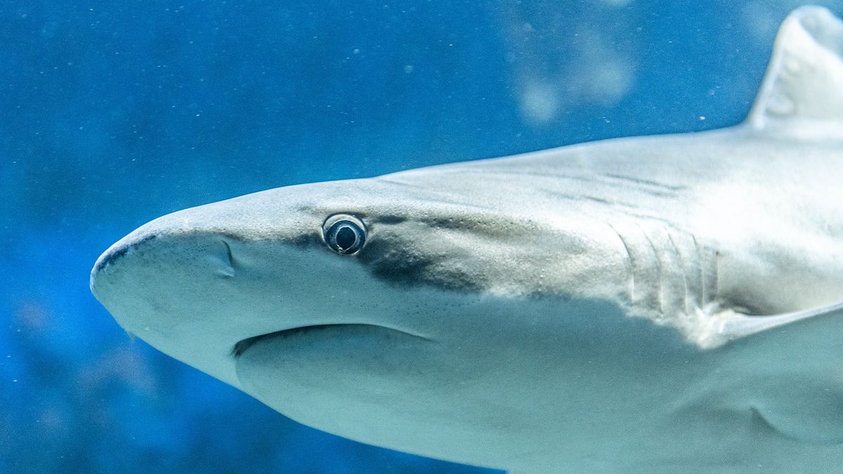 Rekin zaatakował nastolatka w pobliżu Long Island, na szczęście nie doszło do tragedii