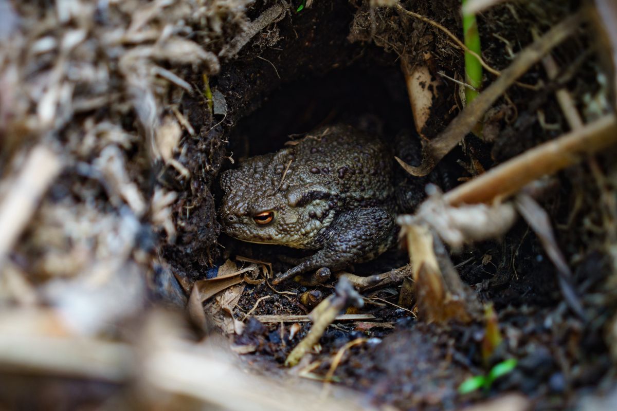 The toad in its burrow