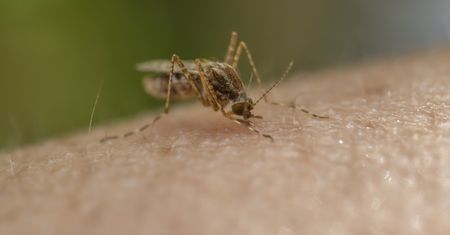Unikaj tych kolorów jak ognia. Właśnie one są magnesem na komary