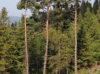 Drzewa wyższe niż 100 lat temu. To zły znak