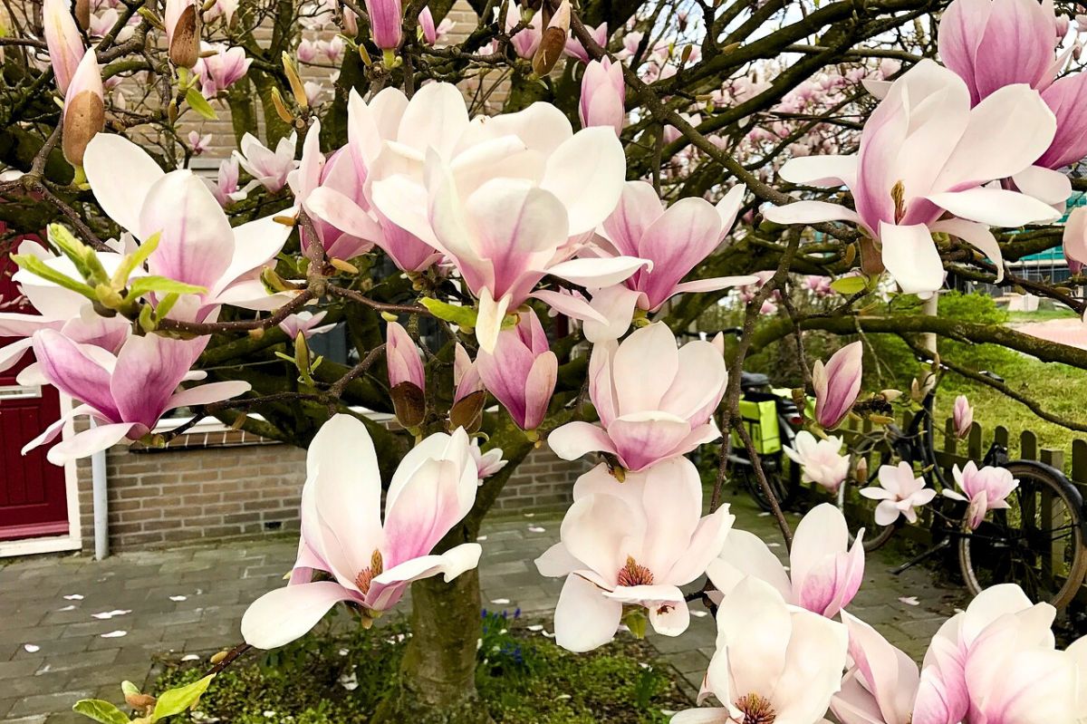 Sąsiadce oko zbieleje. Wiem, jak wybrać idealną magnolię do ogrodu