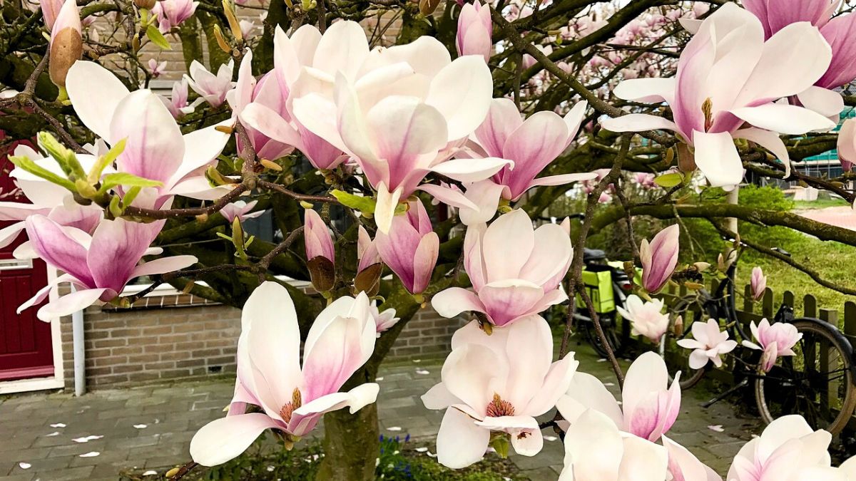 Magnolia w ogrodzie.