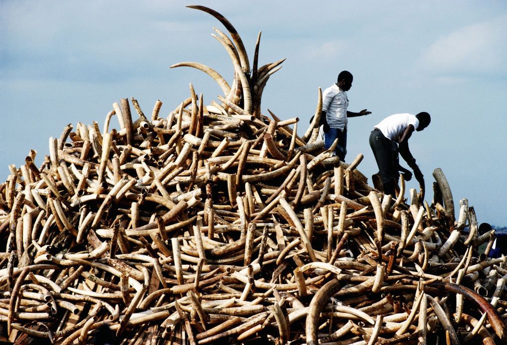 In total, over 10 tons of ivory were seized from the smugglers.