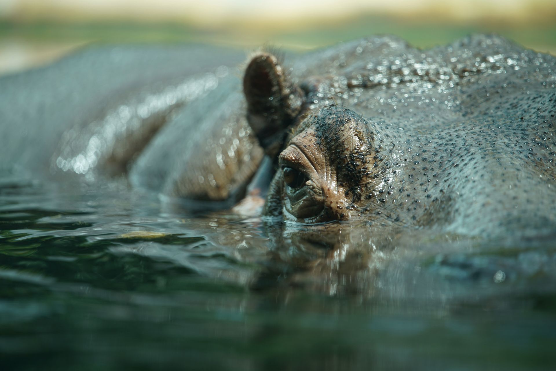 Sony FE 70–200 mm f/2.8 GM OSS - zdjęcia przykładowe z ZOO w Berlinie 15