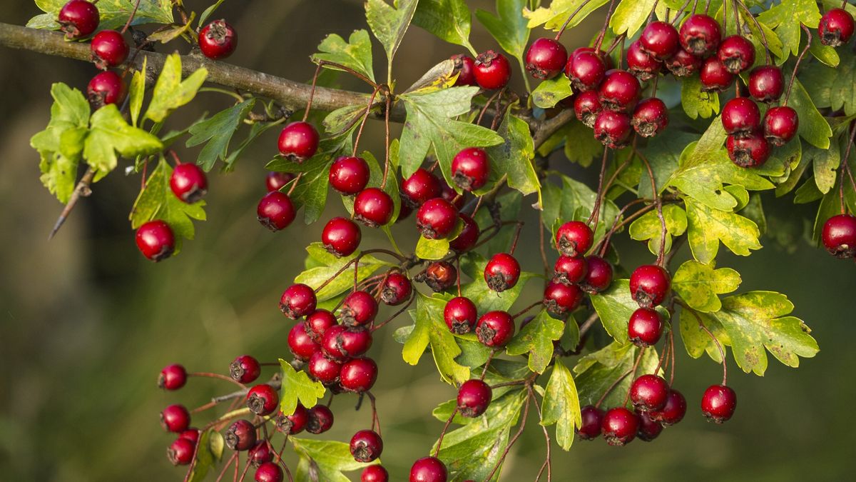 A branch full of red hawthorn berries in early autumn. Hawthorn berries. Crataegus monogyna
Javier Fernández Sánchez