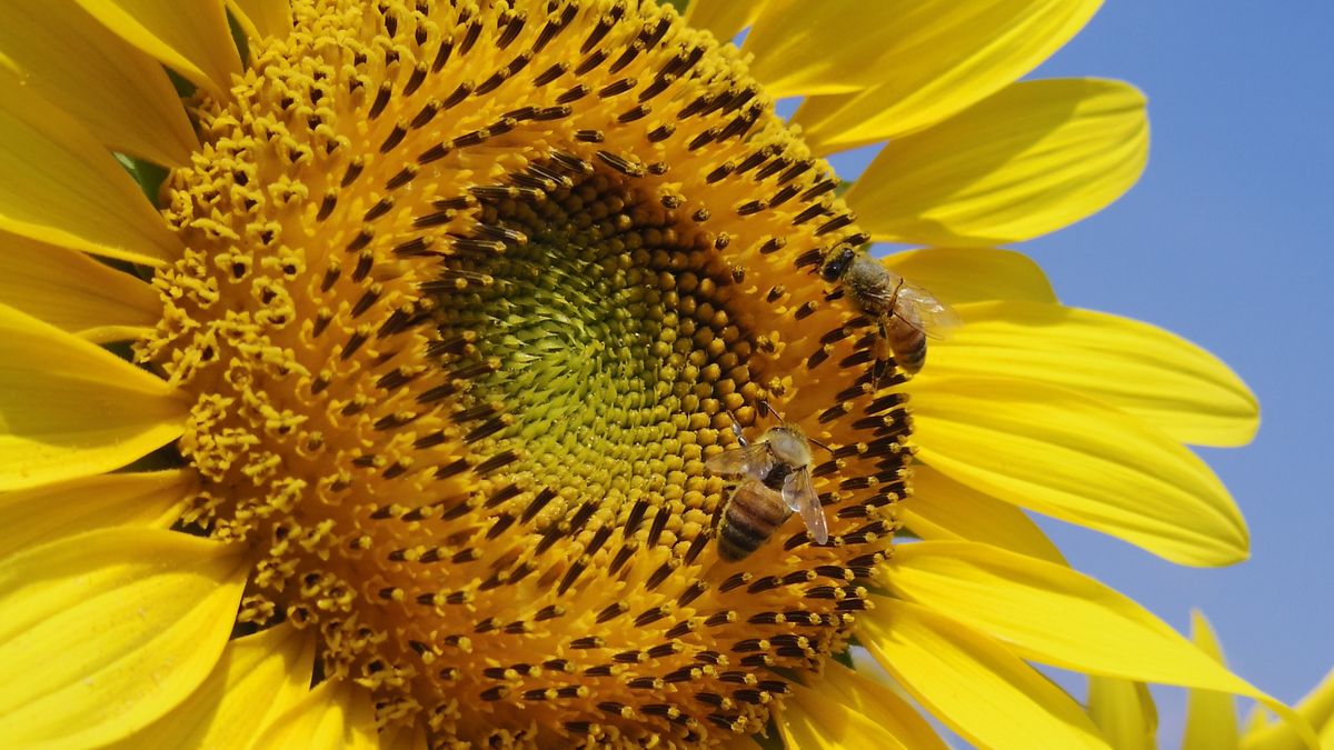 Pentax Q - pierwsze próbki bardzo interesujące 1