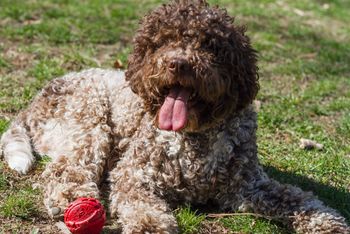 Lagotto romagnolo wygląda jak pluszowy miś. W domu potrafi jednak mocno zaskoczyć
