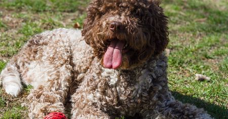 Lagotto romagnolo wygląda jak pluszowy miś. W domu potrafi jednak mocno zaskoczyć