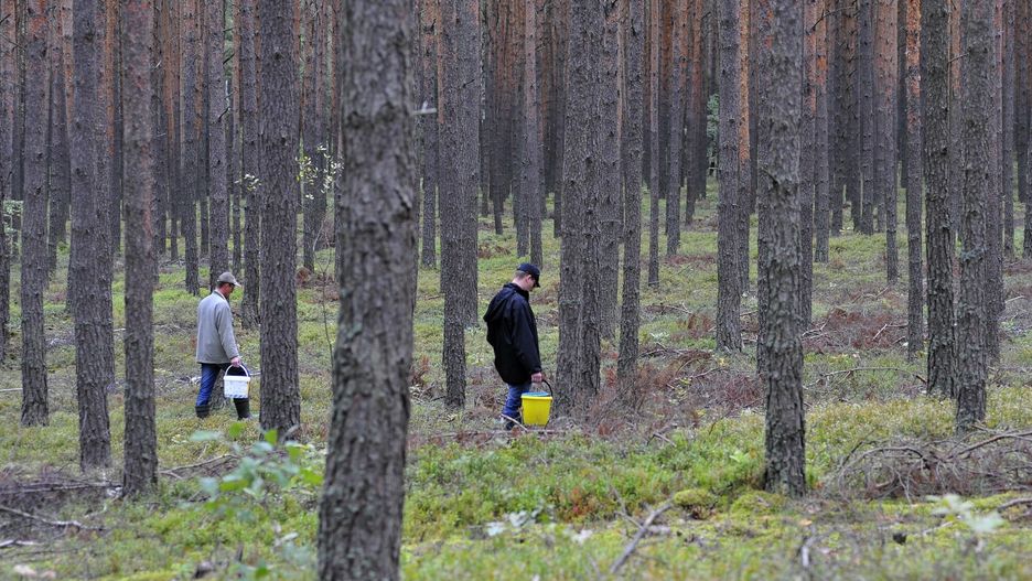 Podkarpacie. Masowy eksport grzybów? "Nikt nie podpisał umowy" / Zdjęcie ilustracyjne 