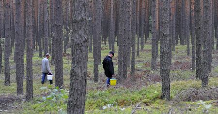 Podkarpacie. Masowy eksport grzybów? Lasy Państwowe: Nikt nie podpisał umowy