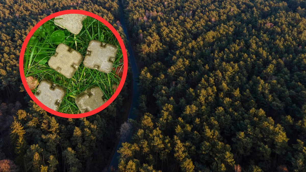 Akcja szczepienia lisów na Mazowszu