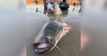 "Czyste szaleństwo". Aż 260 cm. Poruszenie w sieci