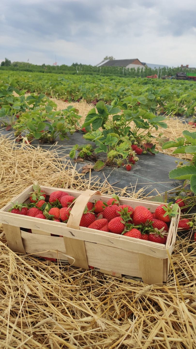 Samozbiory rozpoczęły się w Mirowicach. Truskawki tańsze niż na bazarze