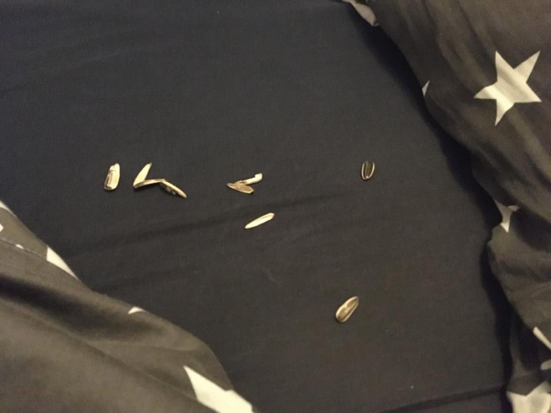 Słonecznik na prześcieradle