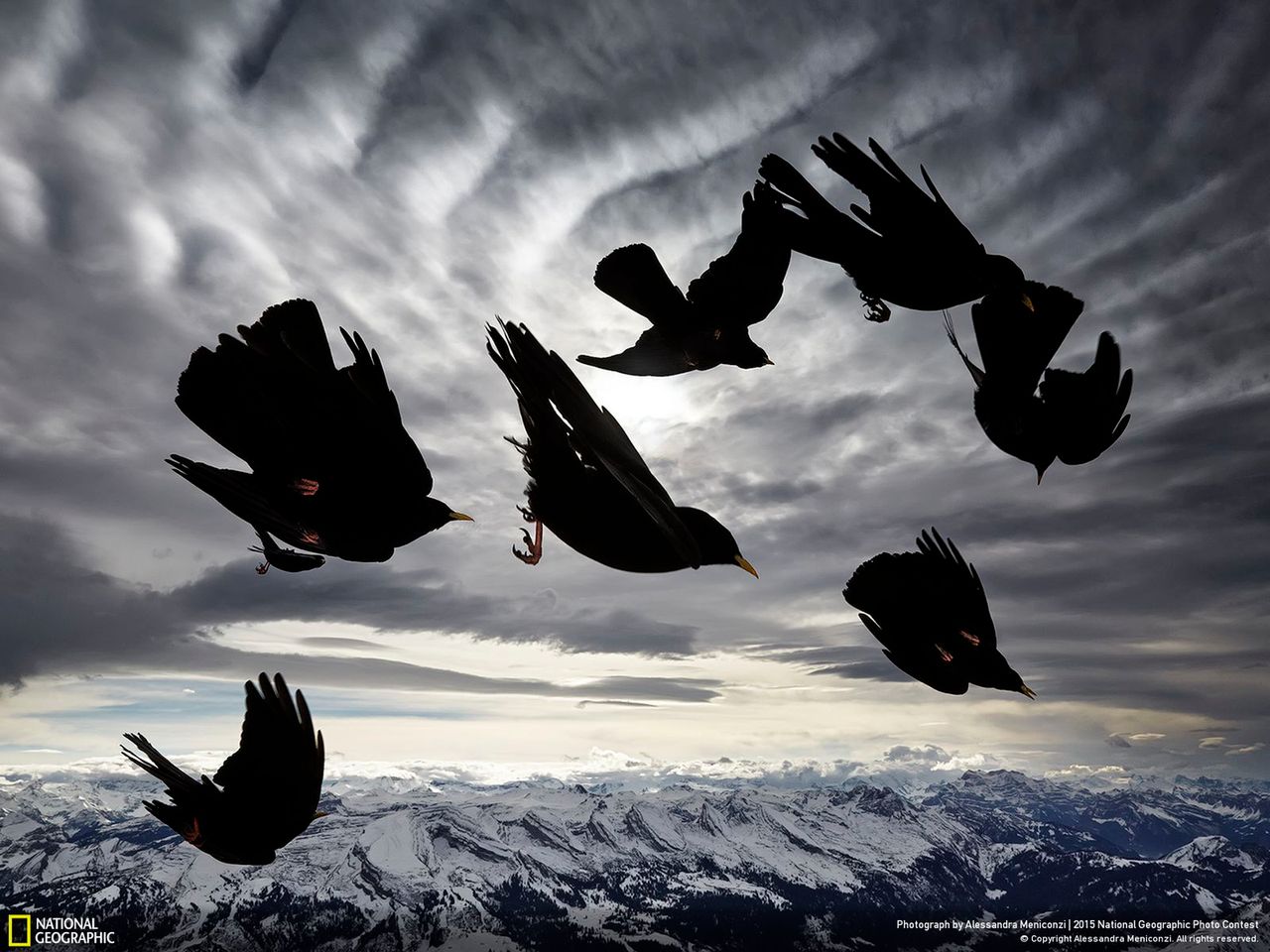 Następne wyróżnienie honorowe trafiło do Alessandry Meniconzi za fotografię zatytułowaną „Acrobat of the Air”, która przedstawia ptaki z gatunku Pyrrhocorax graclus, które właśnie odgrywają swoje podniebne przedstawienie. Ich umiejętność kontroli lotu została podkreślona przez silny wiatr, dzięki czemu fotografka zamroziła ten niesamowity moment.