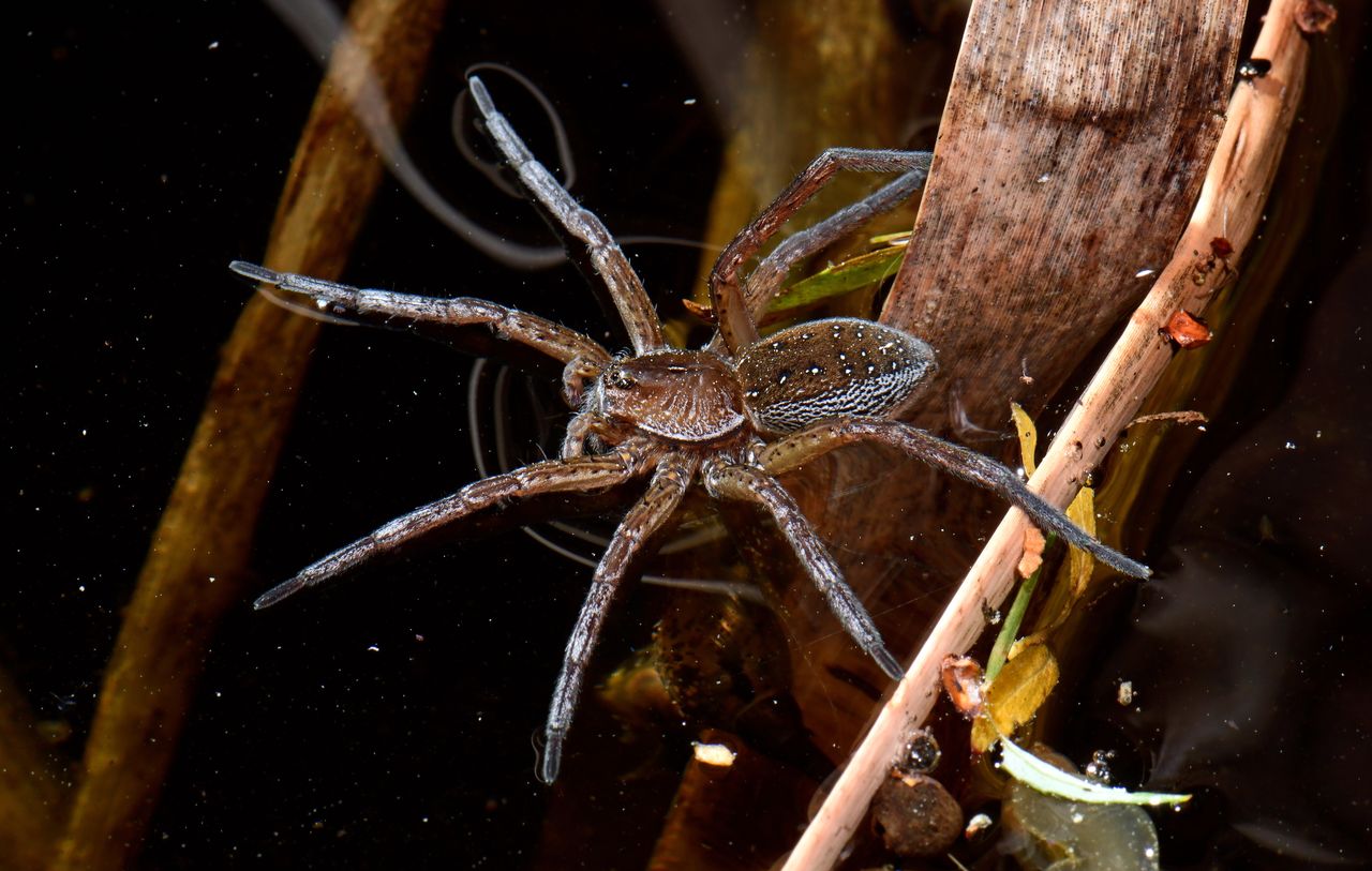 Bagnik nadwodny to największy pająk jakiego można spotkać w Polsce