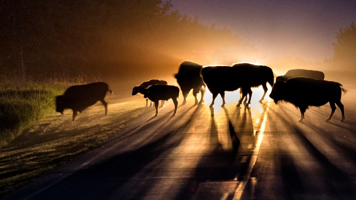 Zachwycają przyroda, czyli najlepsze zgłoszenia National Geographic Photo Contest 2015 1