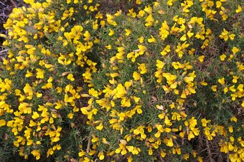 W Polsce jest zakazany. Kto nie usunie, ten prosi się o kłopoty