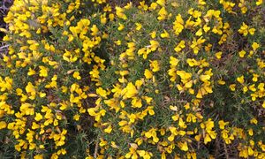 W Polsce jest zakazany. Kto nie usunie, ten prosi się o kłopoty