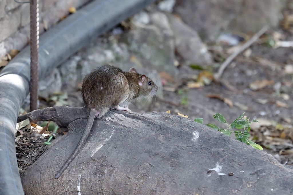 Szczury zaatakowały australijskie miasteczko (zdjęcie ilustracyjne) 