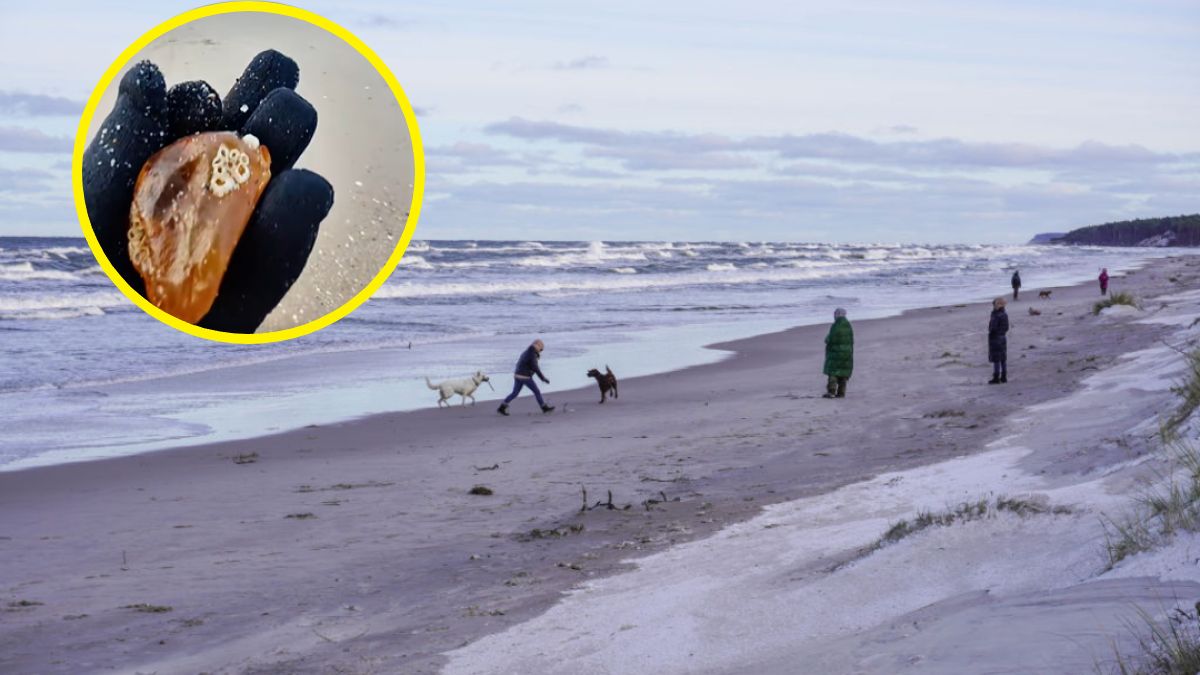 Na plaży pojawiło się wiele wspaniałych okazów!