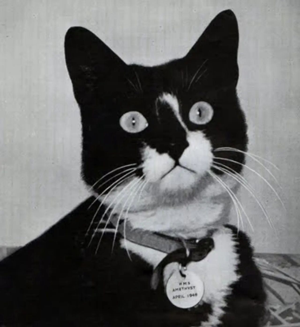 Niezatapialny Sam. Legendarny kot, który przeżył zatopienie Bismarcka. I dwóch innych okrętów - To zdjęcie jest często podpisywane jako wizerunek Niezatapialnego Sama. Nie jest to prawdą - to kot z okrętu HMS Amethyst