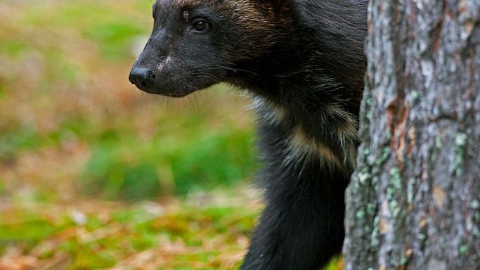Rosomak –  kim jest, jak wygląda i czy żyje w Polsce?