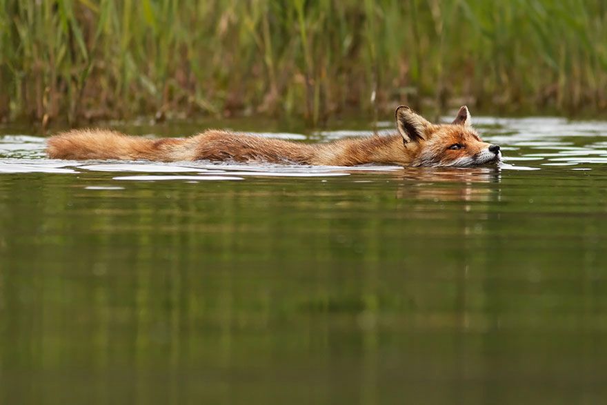 Jak robi lis? Czyli dzikie lisy Roeselien Raimond 16