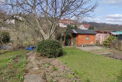 Działkowicze siedzą na kapuście. Ceny ROD-ów idą w setki tysięcy