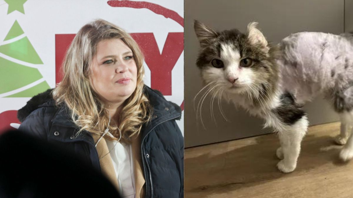 Kontynuacja dramatu z kotem z programu "Nasz nowy dom".