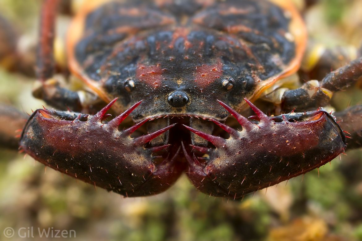 Laowa 25 mm f/2.8 2.5-5x Ultra Macro - zdjęcia przykładowe i cena 13